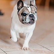 Filou participe au concours pour gagner de l'argent avec cette photo : dog, french_bulldog, pet, indoor, tile_floor, one_eye, walking, canine, animal, cute, closeup, mammal, domestic_animal, short_hair, face, ears, snout, tongue, attention, blurred_background