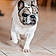 Filou
