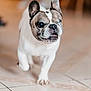 dog, french_bulldog, pet, indoor, tile_floor, one_eye, walking, canine, animal, cute, closeup, mammal, domestic_animal, short_hair, face, ears, snout, tongue, attention, blurred_background