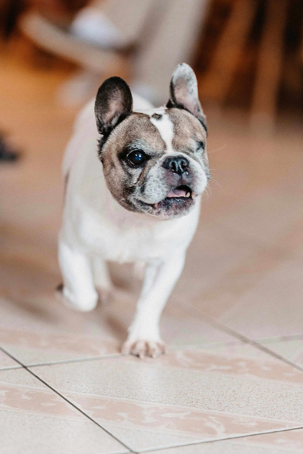 Filou participe au concours pour gagner de l'argent avec cette photo : dog, french_bulldog, pet, indoor, tile_floor, one_eye, walking, canine, animal, cute, closeup, mammal, domestic_animal, short_hair, face, ears, snout, tongue, attention, blurred_background