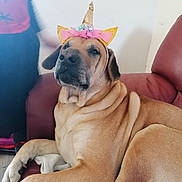 Cooki participe au concours pour gagner de l'argent avec cette photo : animal, blanket, brown_dog, calm, companion, couch, dog, domestic_animal, fur, golden_ears, home, indoor, large_dog, leather_furniture, pet_accessory, pink_flowers, portrait, relaxed, resting, unicorn_headband