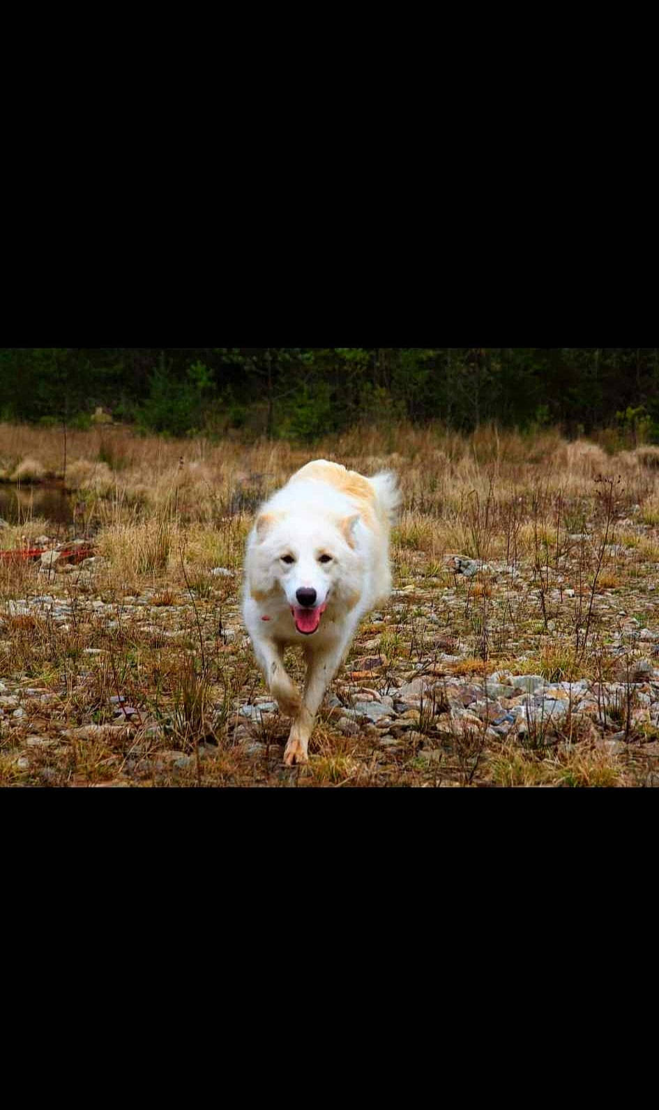 Loukoum participe au concours pour gagner de l'argent avec cette photo : canidae, carnivore, companion_dog, dog, dog_breed, fawn, grass, herding_dog, non_sporting_group, plant, snout, soil, sporting_group, tail, working_animal, working_dog