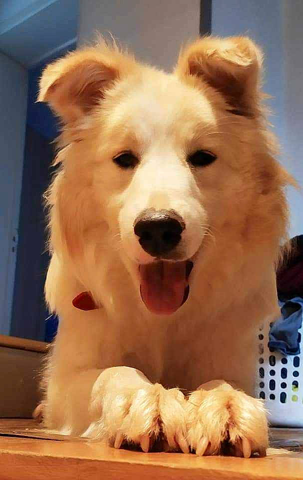 Loukoum participe au concours pour gagner de l'argent avec cette photo : ancient_dog_breeds, canidae, carnivore, companion_dog, dog, dog_breed, fawn, fun, fur, giant_dog_breed, happy, herding_dog, paw, snout, spitz, sporting_group, terrestrial_animal, whiskers, working_animal, working_dog