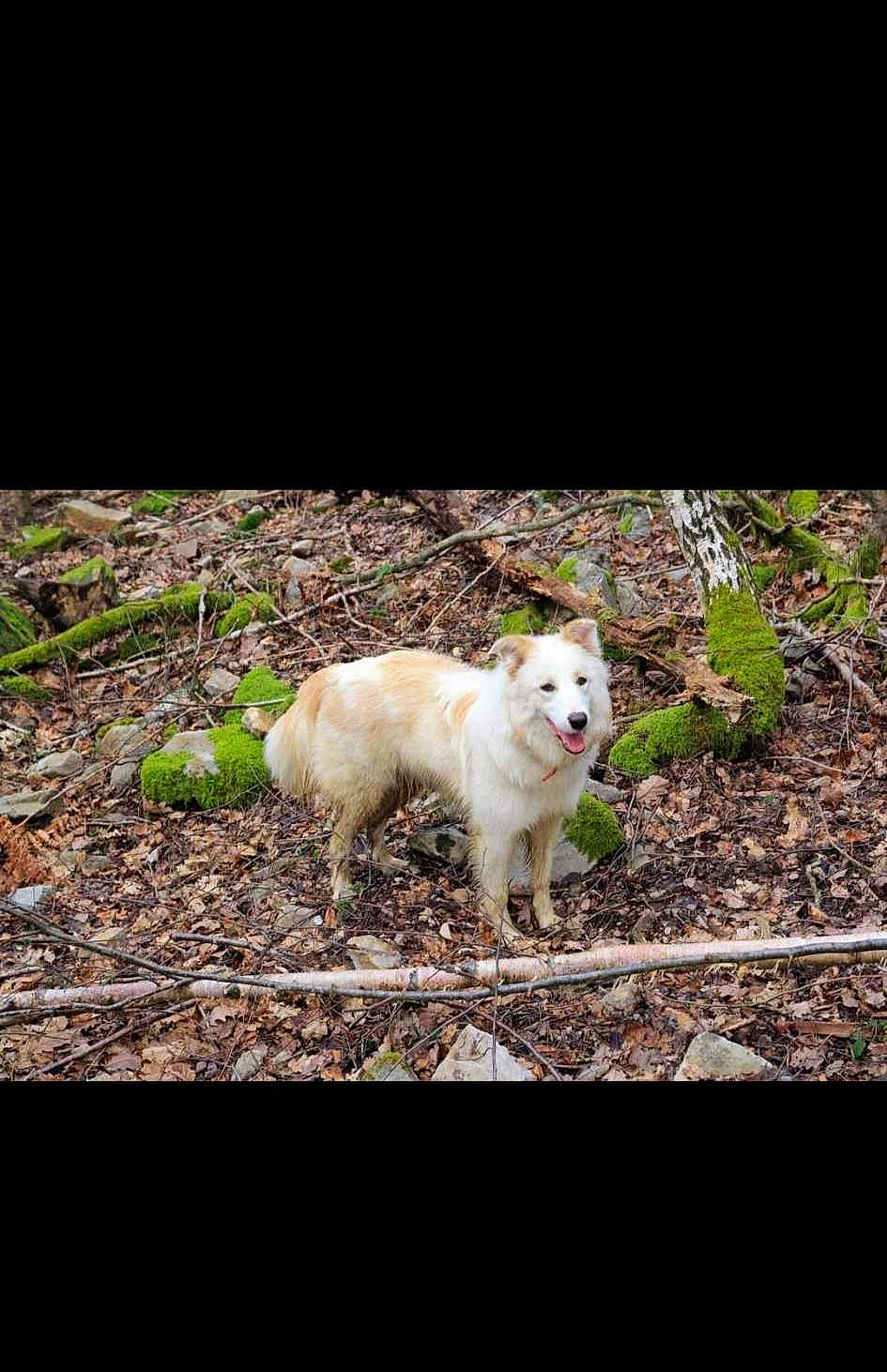 Loukoum a rejoint le concours — aidez-le/la à gagner de superbes lots ! canidae, carnivore, companion_dog, dog, dog_breed, fawn, flash_photography, grass, kintamani, non_sporting_group, plant, puppy, soil, sporting_group, tail, terrestrial_animal, tree, wood, working_animal