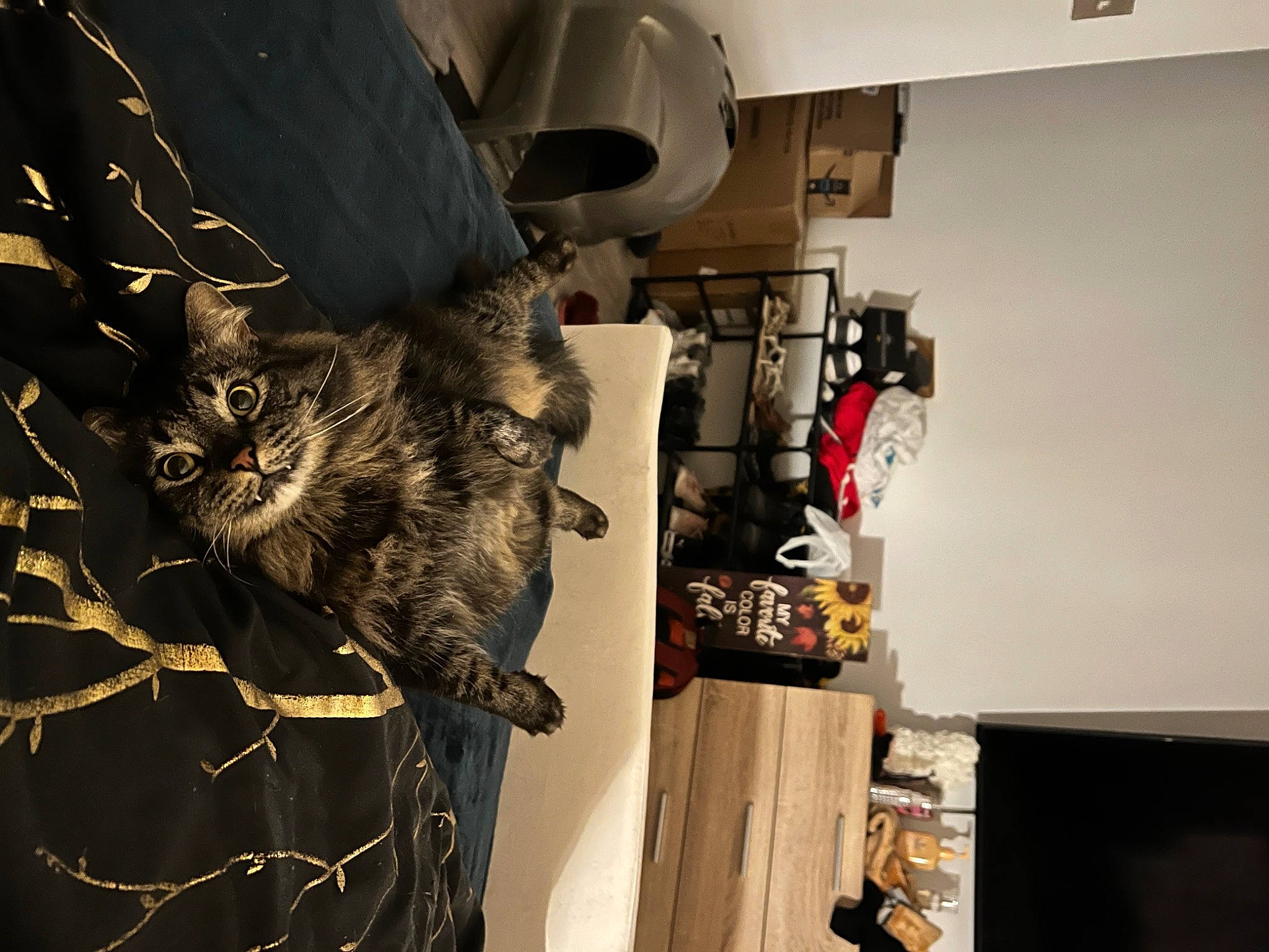 Griffin is registered to the contest to win money with this photo: art, carnivore, cat, domestic_short_haired_cat, felidae, fur, machine, room, small_to_medium_sized_cats, tail, tree, visual_arts, whiskers, wood