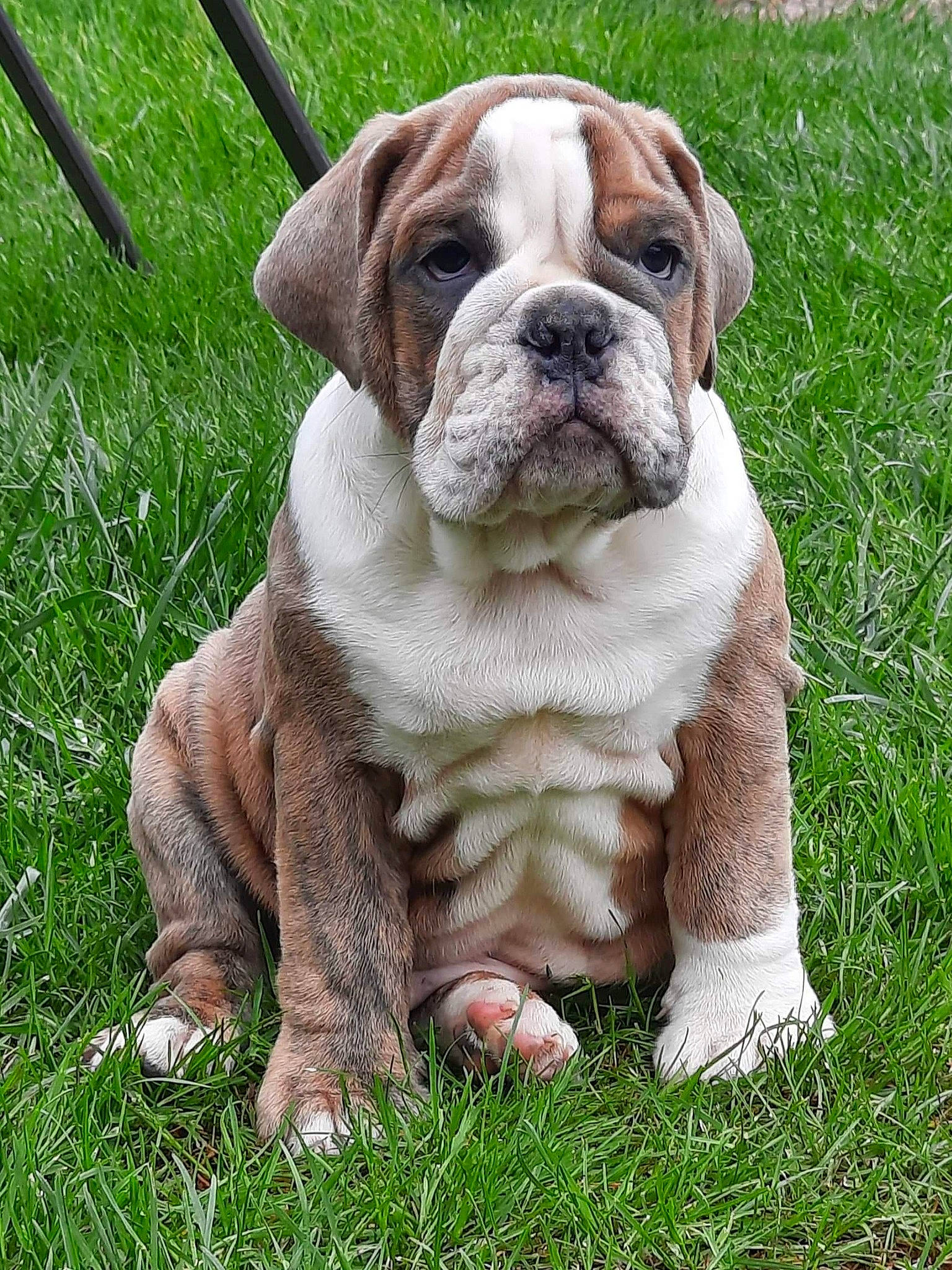 Rubble joined the competition — help win amazing prizes! bulldog, canidae, carnivore, companion_dog, dog, dog_breed, dog_collar, fawn, grass, groundcover, liver, molosser, non_sporting_group, plant, snout, sporting_group, terrestrial_animal, white_english_bulldog, working_animal, wrinkle