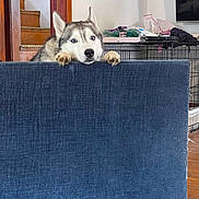 Denali is registered to the contest to win money with this photo: husky, dog, blue_eyes, paws, couch, indoor, stairs, crate, wooden_floor, pet, curious, animal, furniture, home, resting, looking, canine, domestic, household, companion