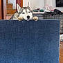 husky, dog, blue_eyes, paws, couch, indoor, stairs, crate, wooden_floor, pet, curious, animal, furniture, home, resting, looking, canine, domestic, household, companion