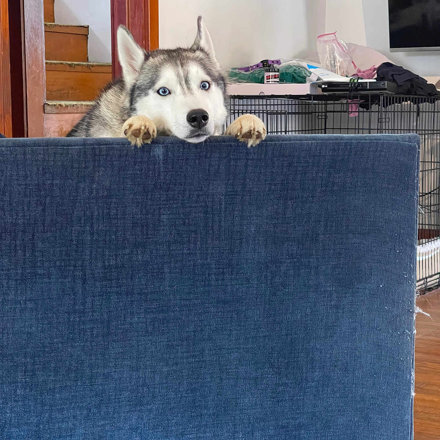 Denali is registered to the contest to win money with this photo: animal, blue_eyes, canine, companion, couch, crate, curious, dog, domestic, furniture, home, household, husky, indoor, looking, paws, pet, resting, stairs, wooden_floor