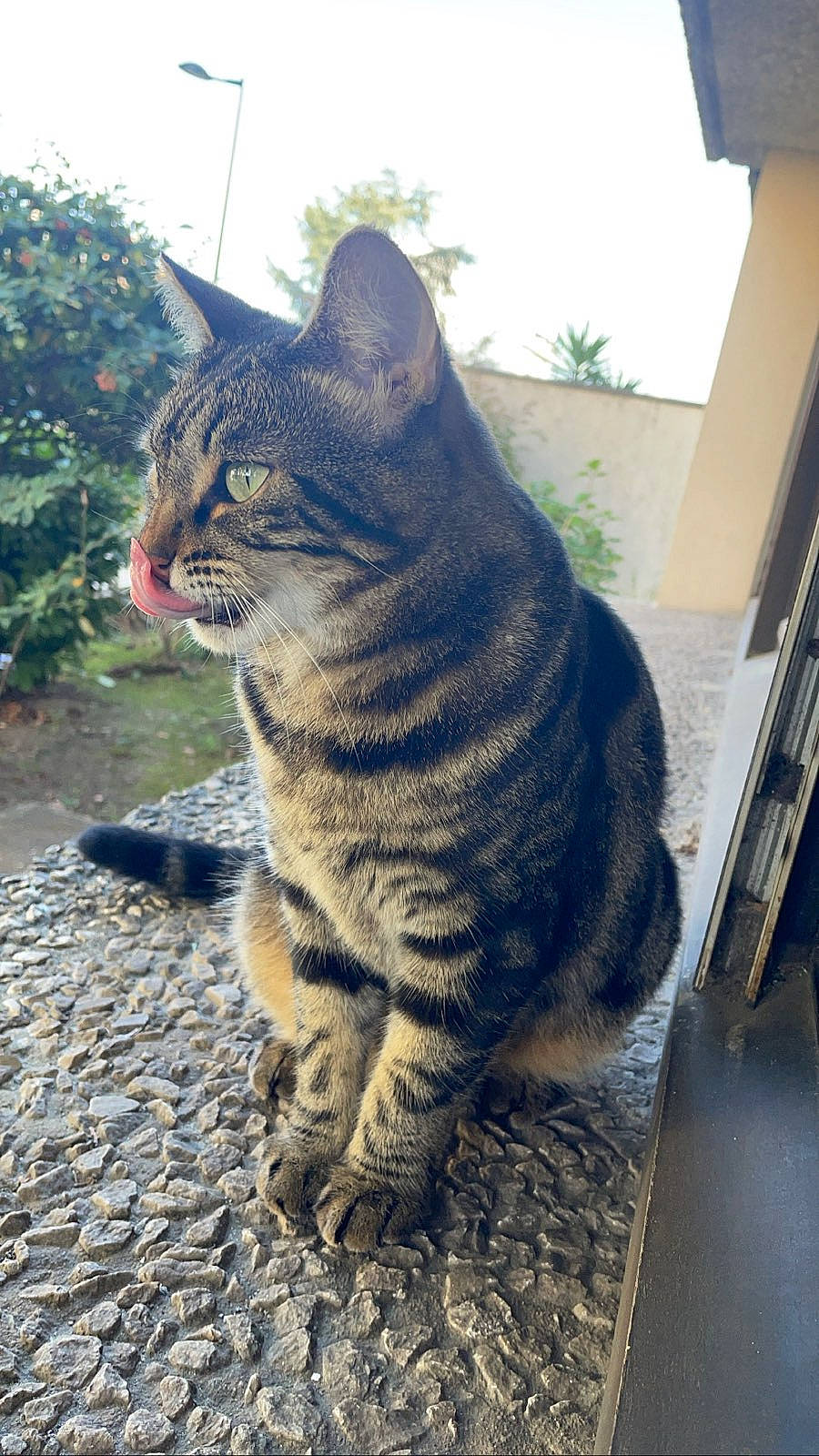 Kaila participe au concours pour gagner de l'argent avec cette photo : asphalt, carnivore, cat, domestic_short_haired_cat, felidae, fur, grass, lynx, paw, plant, road_surface, sitting, sky, small_to_medium_sized_cats, snout, tail, terrestrial_animal, tree, whiskers, wildlife