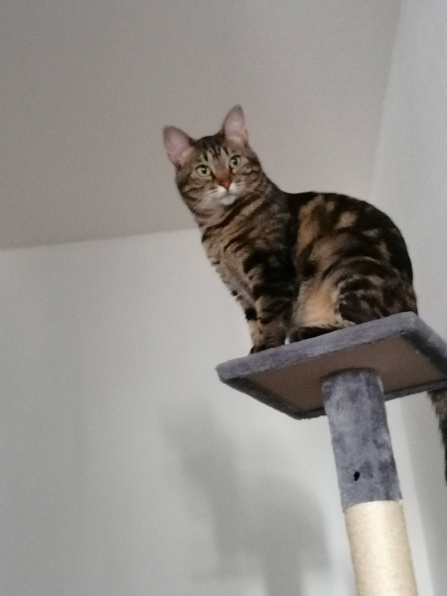 Kaila a rejoint le concours — aidez-le/la à gagner de superbes lots ! carnivore, cat, cat_supply, domestic_short_haired_cat, felidae, fur, grey, small_to_medium_sized_cats, tail, terrestrial_animal, whiskers, wood