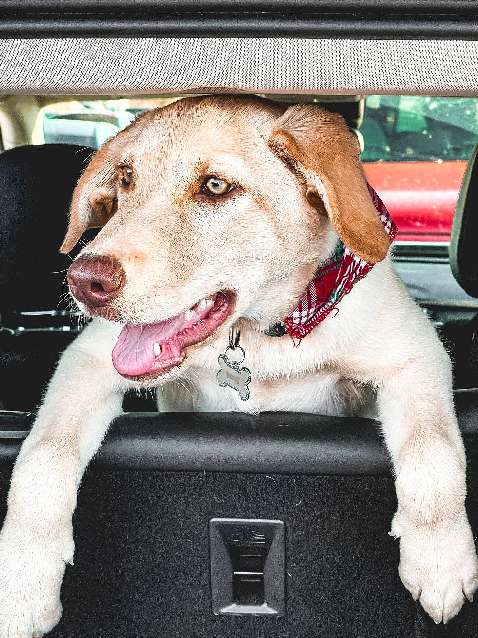 Tenley is registered to the contest to win money with this photo: canidae, car, carnivore, collar, companion_dog, dog, dog_breed, dog_collar, dog_supply, fawn, fur, leash, pet_supply, retriever, snout, sporting_group, vehicle, vehicle_door, whiskers, working_animal