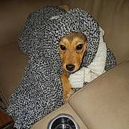 Xena is registered to the contest to win money with this photo: animal, black_and_white, blanket, brown, canine, comfort, couch, cozy, cute, dog, domestic, fur, home, indoor, pet, relaxing, resting, snout, snuggled, wrapped