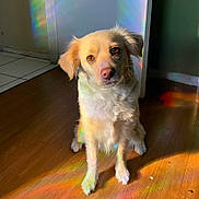 Kana joined the competition — help win amazing prizes! dog, indoor, wooden_floor, light, rainbow, curious, pet, fur, sitting, canine, brown_eyes, soft_light, shadow, wall, floor, door, animal, domestic, companion, cute