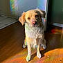 dog, indoor, wooden_floor, light, rainbow, curious, pet, fur, sitting, canine, brown_eyes, soft_light, shadow, wall, floor, door, animal, domestic, companion, cute