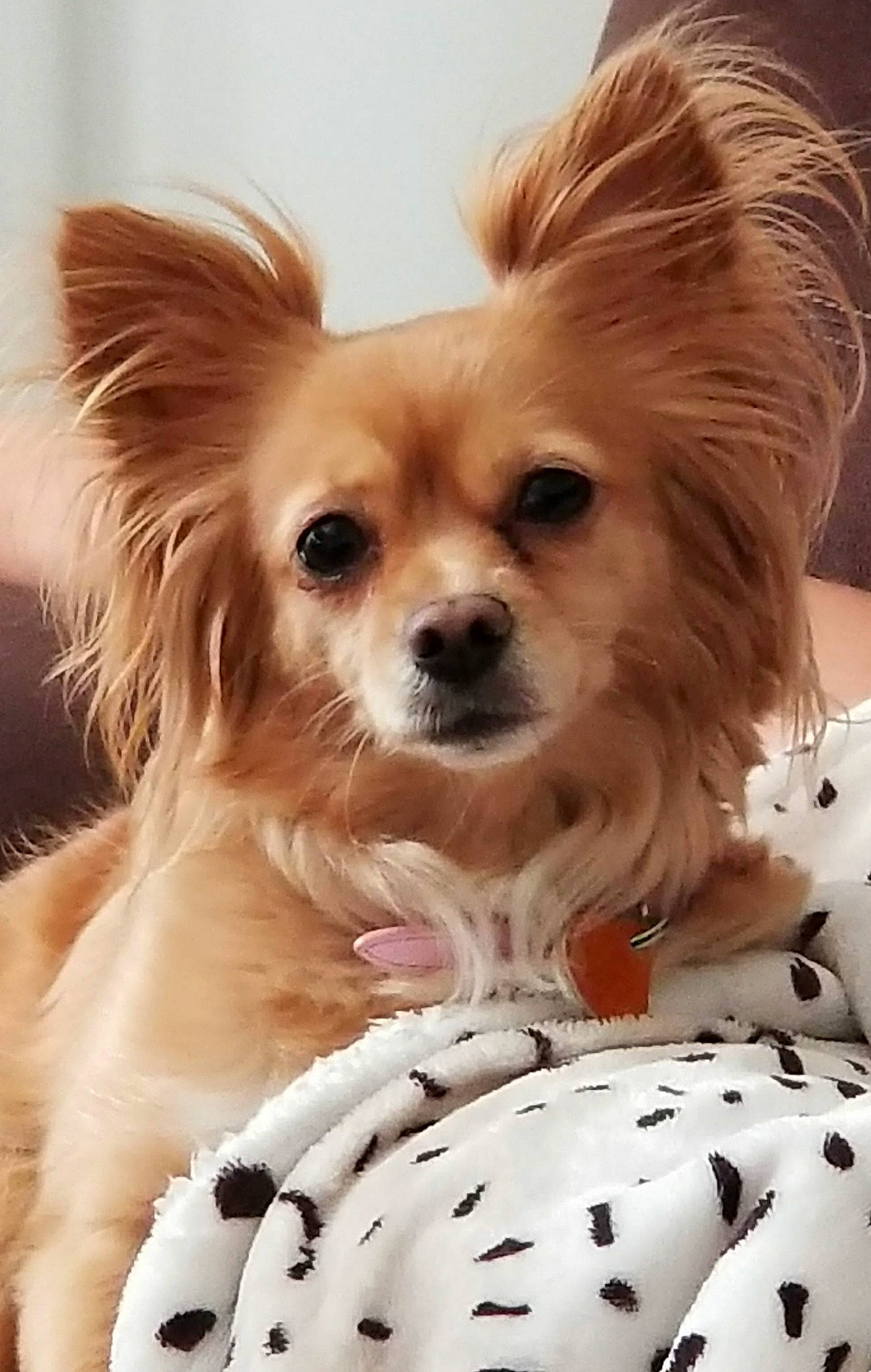 Babygirl joined the competition — help win amazing prizes! canidae, carnivore, companion_dog, corgi_chihuahua, dog, dog_breed, dog_supply, fawn, fur, liver, pattern, puppy, russkiy_toy, snout, sporting_group, toy_dog, volpino_italiano, whiskers, working_animal