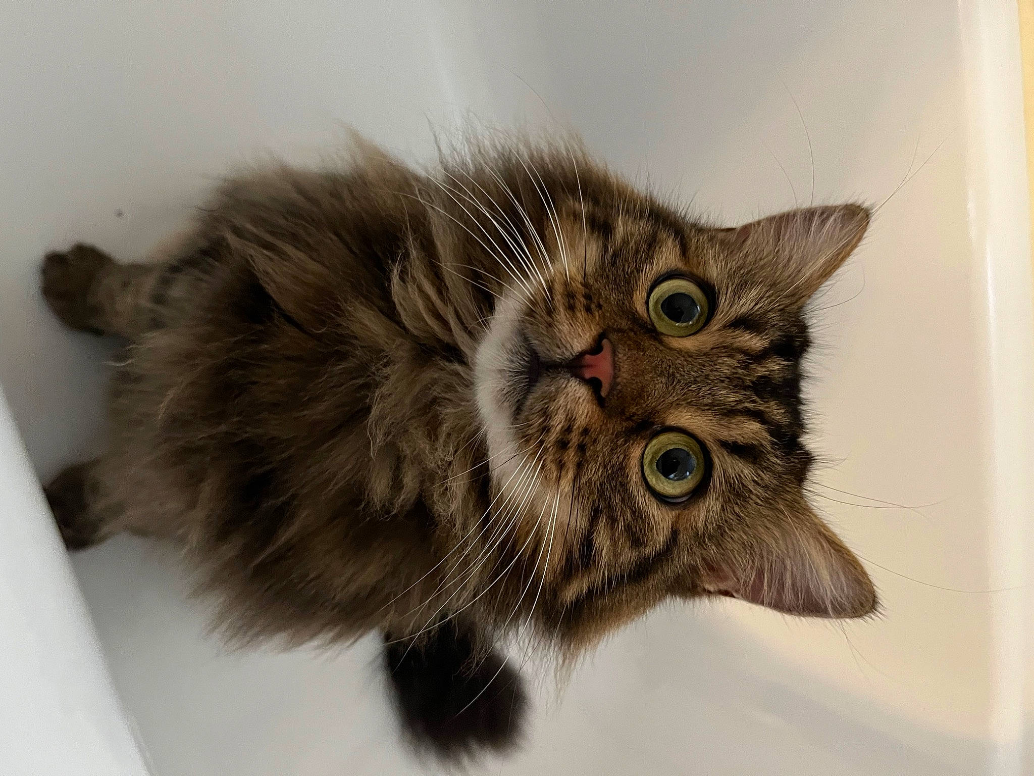 Pitchounette participe au concours pour gagner de l'argent avec cette photo : carnivore, cat, claw, domestic_short_haired_cat, eye, felidae, fur, paw, plant, small_to_medium_sized_cats, snout, tail, terrestrial_animal, whiskers