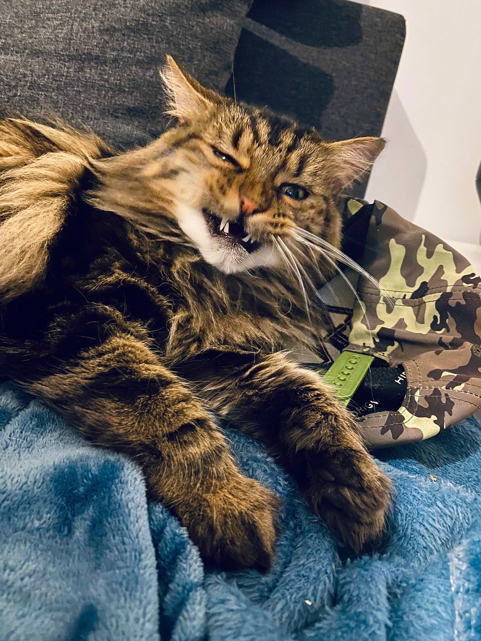 Pitchounette participe au concours pour gagner de l'argent avec cette photo : carnivore, cat, claw, comfort, domestic_short_haired_cat, electric_blue, felidae, fur, human_leg, linens, maine_coon, military_camouflage, paw, small_to_medium_sized_cats, snout, tail, terrestrial_animal, whiskers