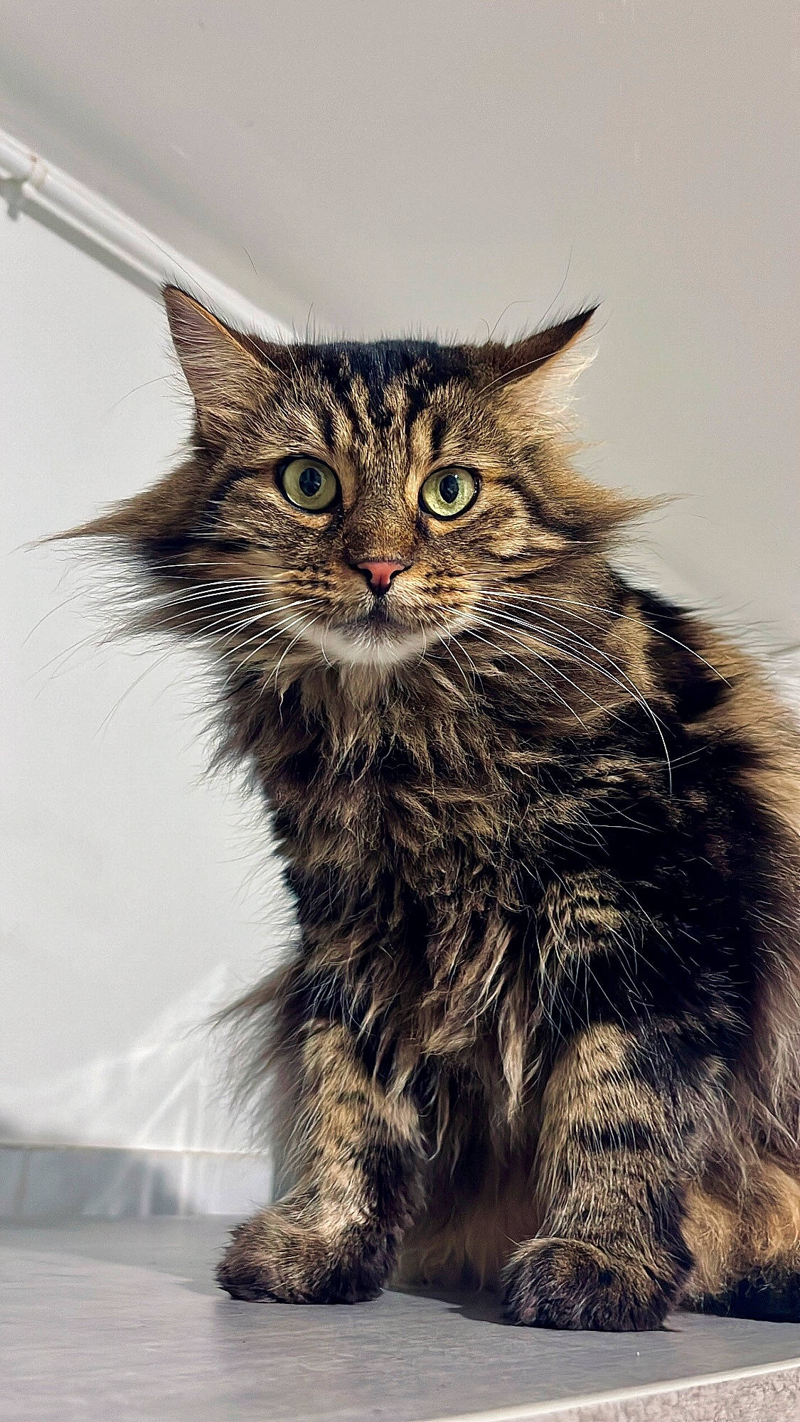 Pitchounette participe au concours pour gagner de l'argent avec cette photo : art, carnivore, cat, claw, domestic_short_haired_cat, felidae, fur, illustration, iris, paw, small_to_medium_sized_cats, snout, tail, terrestrial_animal, whiskers, wildlife