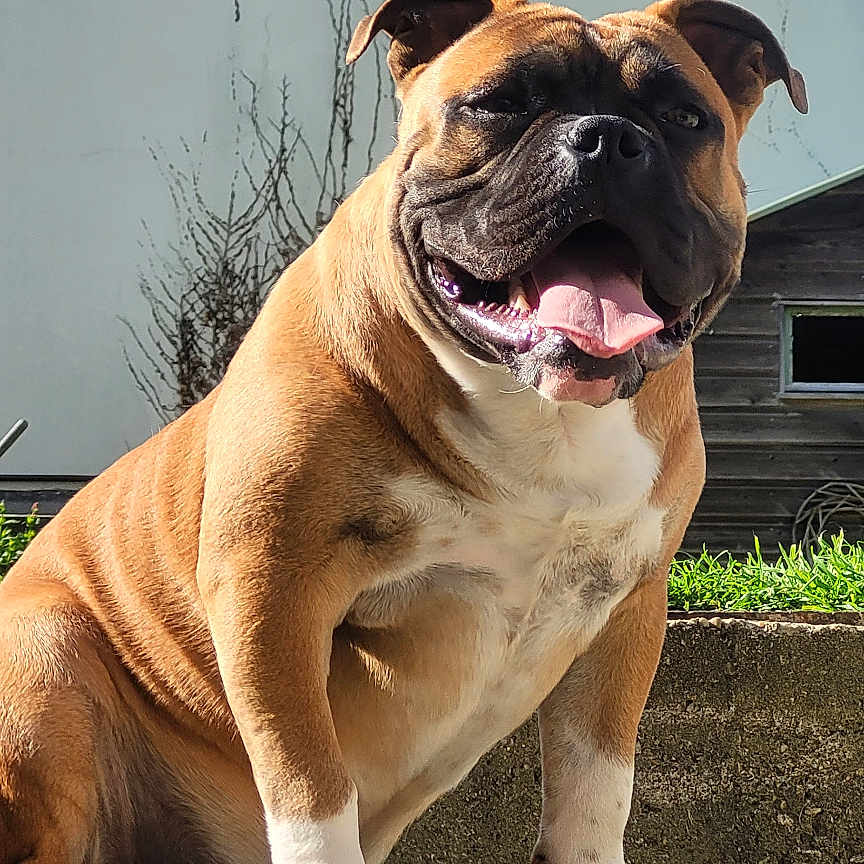 Hulk a rejoint le concours — aidez-le/la à gagner de superbes lots ! animal, boxer, bulldog, canine, dog, frenchbulldog, pet, pitbull, pug, puppy