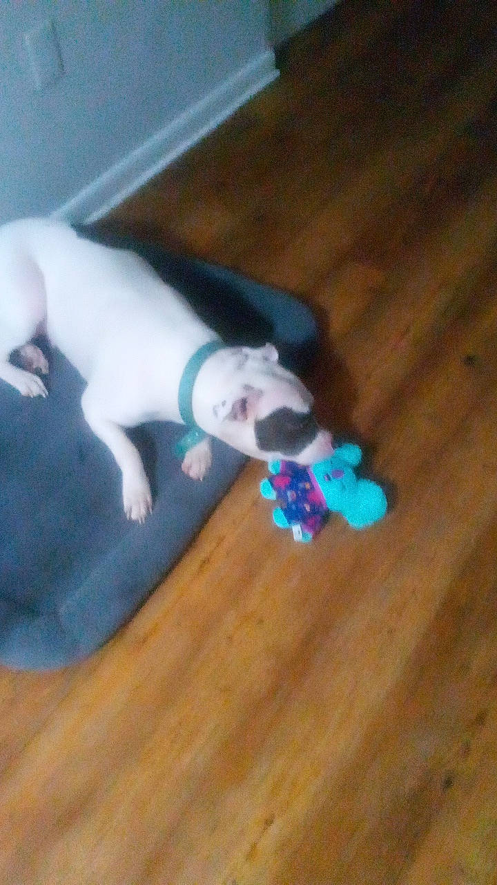 Storm is registered to the contest to win money with this photo: canidae, carnivore, comfort, companion_dog, dog, dog_breed, electric_blue, fawn, felidae, floor, flooring, hardwood, laminate_flooring, paw, sporting_group, tail, whiskers, wood, wood_flooring, wood_stain