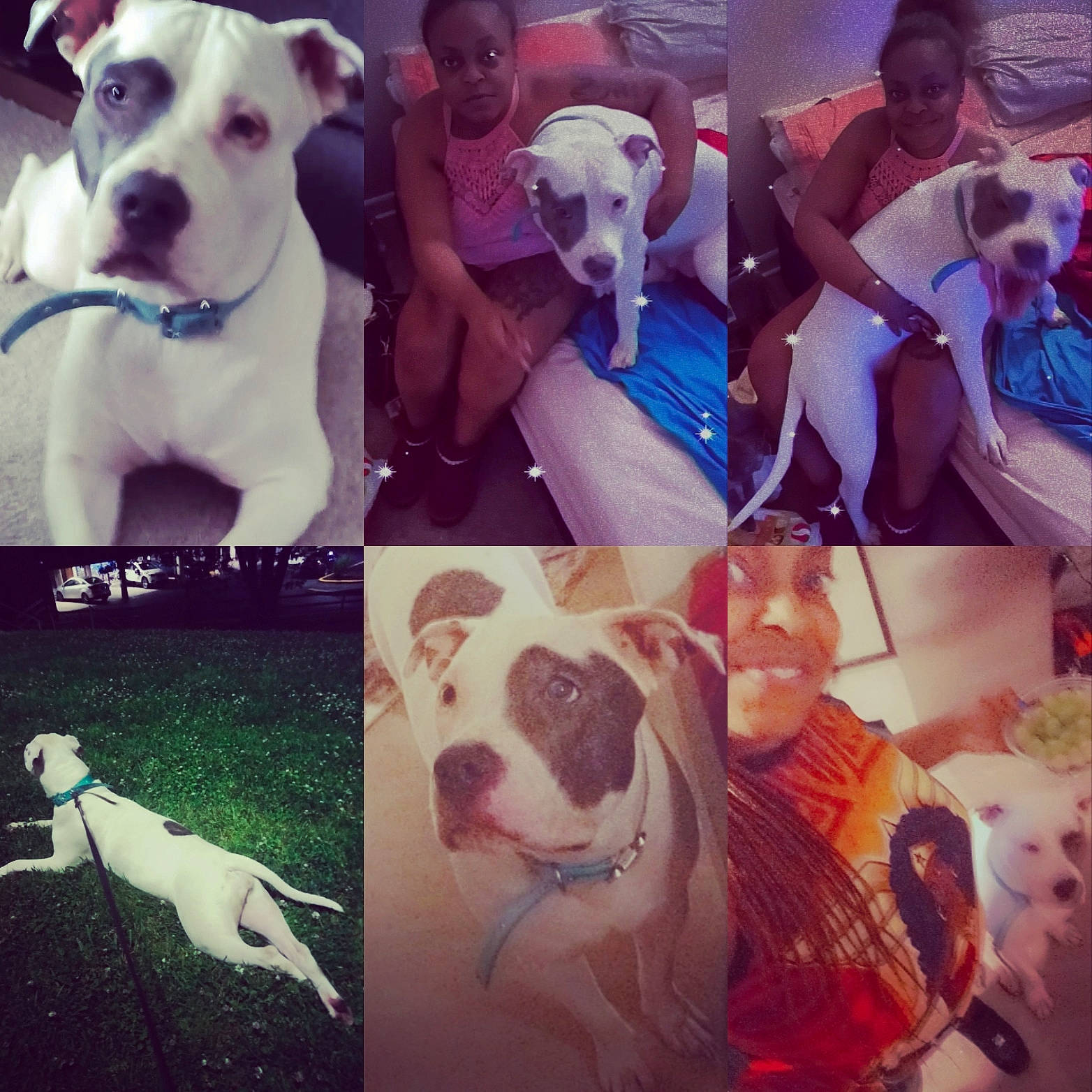 Storm is registered to the contest to win money with this photo: beauty, carnivore, collar, companion_dog, cool, dog, dog_breed, ear, facial_expression, fawn, friendship, happy, mammal, morning, photograph, selfie, snapshot, t_shirt, vertebrate, white