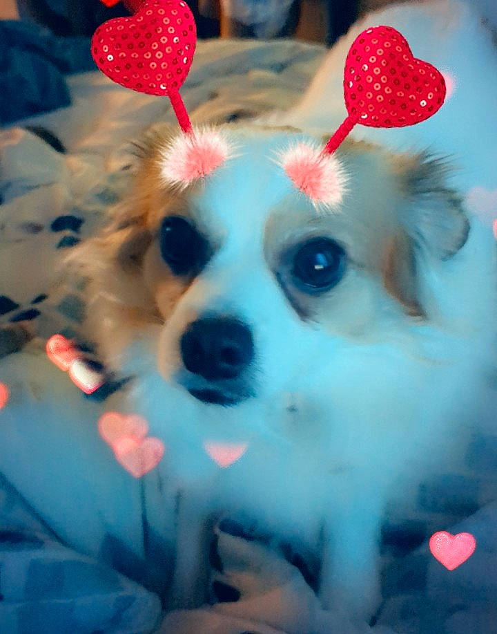 Hercules is registered to the contest to win money with this photo: blue, canidae, carmine, carnivore, companion_dog, dog, dog_breed, dog_supply, event, fawn, fur, happy, light, pattern, plant, snout, toy, toy_dog, whiskers, working_animal