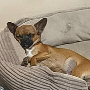 Arow participe au concours pour gagner de l'argent avec cette photo : dog, small_dog, brown_dog, ears, couch, striped_couch, pet, indoor, resting, relaxed, sleepy, close_up, furniture, canine, domestic_animal, companion, animal, cute, cozy, home