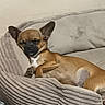 animal, brown_dog, canine, close_up, companion, couch, cozy, cute, dog, domestic_animal, ears, furniture, home, indoor, pet, relaxed, resting, sleepy, small_dog, striped_couch