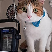 Tara participe au concours pour gagner de l'argent avec cette photo : cat, pet, bow_tie, indoor, radio, retro, curious, feline, animal, white_fur, brown_fur, green_eyes, close_up, portrait, whiskers, pink_nose, ears, floor, household, decor