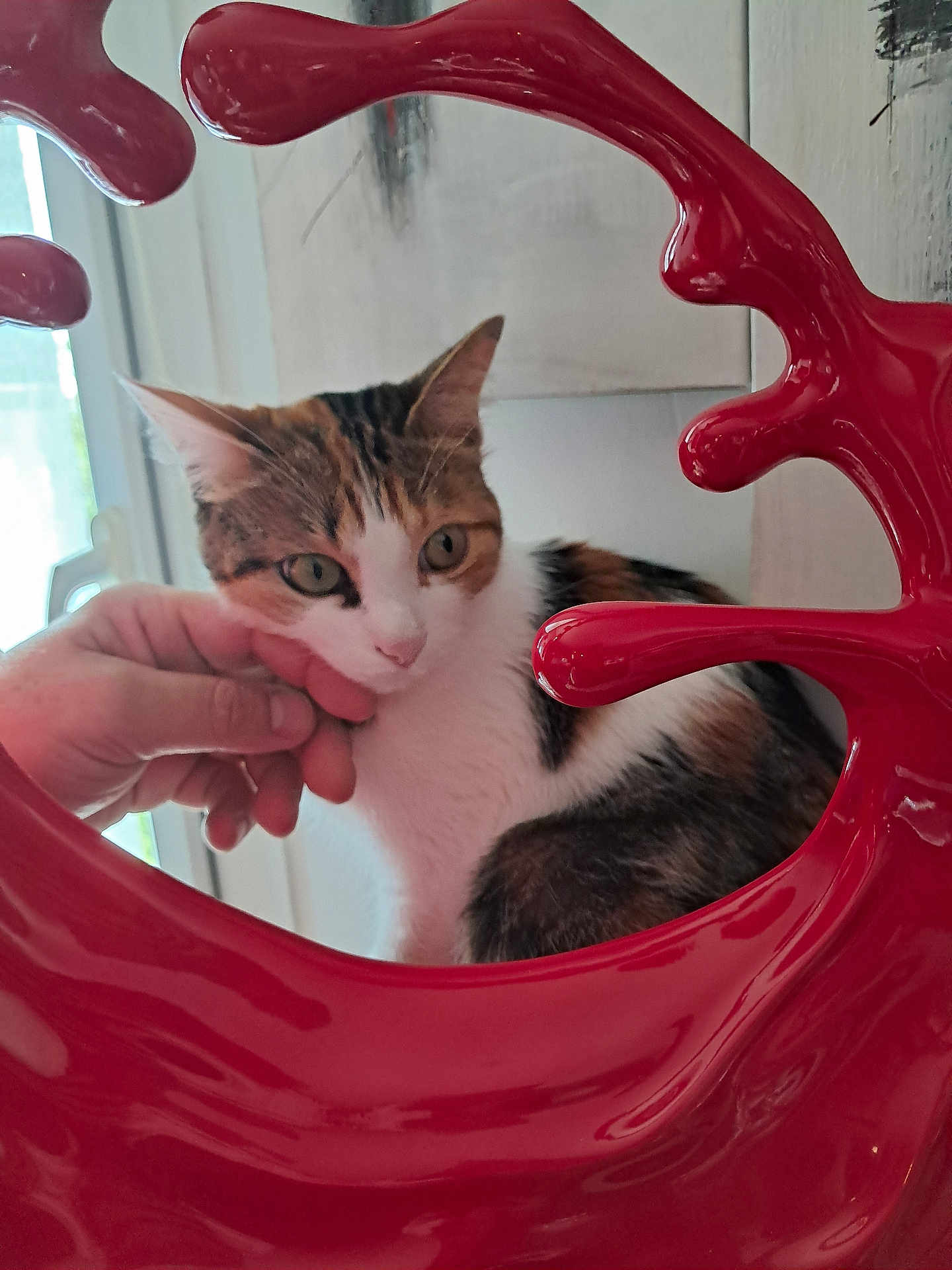 Tara participe au concours pour gagner de l'argent avec cette photo : cat, calico_cat, hand, chin_scratch, red_decor, indoor, window, curious, pet, animal, fur, ears, whiskers, face, closeup, household, soft_light, domestic, portrait, feline