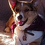 Low Ryder is registered to the contest to win money with this photo: dog, corgi, pet, bandana, collar, sunlight, happy, smiling, quilt, indoor, relaxed, fur, ears, paw, canine, animal, domestic, cute, companion, portrait