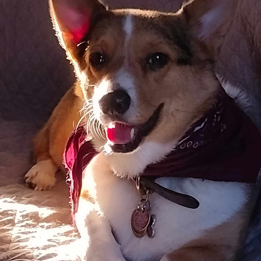 Low Ryder is registered to the contest to win money with this photo: animal, bandana, canine, collar, companion, corgi, cute, dog, domestic, ears, fur, happy, indoor, paw, pet, portrait, quilt, relaxed, smiling, sunlight