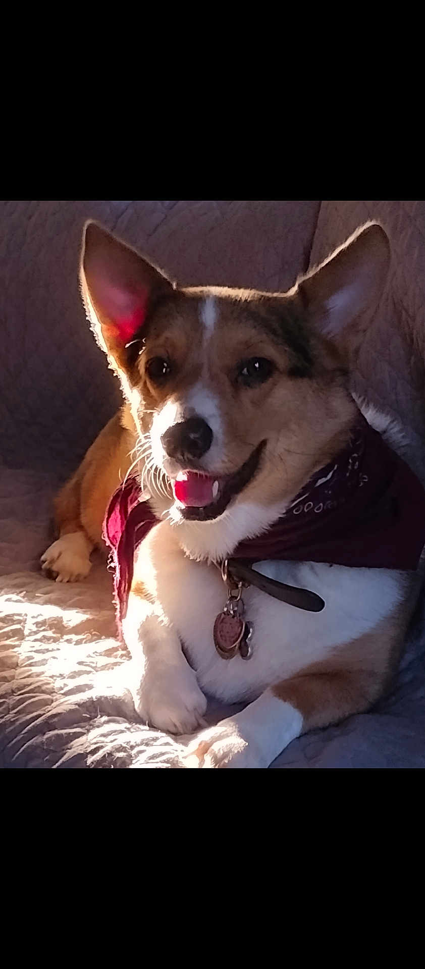 Low Ryder is registered to the contest to win money with this photo: dog, corgi, pet, bandana, collar, sunlight, happy, smiling, quilt, indoor, relaxed, fur, ears, paw, canine, animal, domestic, cute, companion, portrait