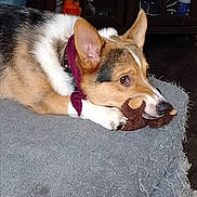 Low Ryder joined the competition — help win amazing prizes! dog, bandana, toy, plush_toy, indoor, carpet, blanket, brown, white, black, pet, canine, chewing, resting, furniture, cabinet, household_items, floor, ears, collar