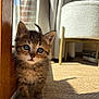 kitten, cat, tabby, indoor, carpet, sunlight, wood, door_frame, curtains, chair, furniture, pet, animal, cute, small, young, whiskers, fur, eyes, shadow
