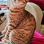 April a rejoint le concours — aidez-le/la à gagner de superbes lots ! animal, cat, cozy, curious, cushion, domestic_cat, ears, feline, fur, indoor, kitten, living_room, natural_light, pet, sitting, tabby, tail, whiskers, window, young