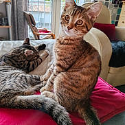 April a rejoint le concours — aidez-le/la à gagner de superbes lots ! animal, cat, cozy, curious, cushion, domestic_animal, ears, furniture, home, indoor, living_room, pet, relaxing, resting, sleeping, sunlight, tabby_cat, tail, whiskers, window