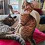 animal, cat, cozy, curious, cushion, domestic_animal, ears, furniture, home, indoor, living_room, pet, relaxing, resting, sleeping, sunlight, tabby_cat, tail, whiskers, window