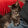 animal, cat, closeup, comfort, companion, cozy, cuddle, curious, cute, domestic_animal, feline, furry, indoor, kitten, paw, pet, red_pillow, resting, soft_fur, young