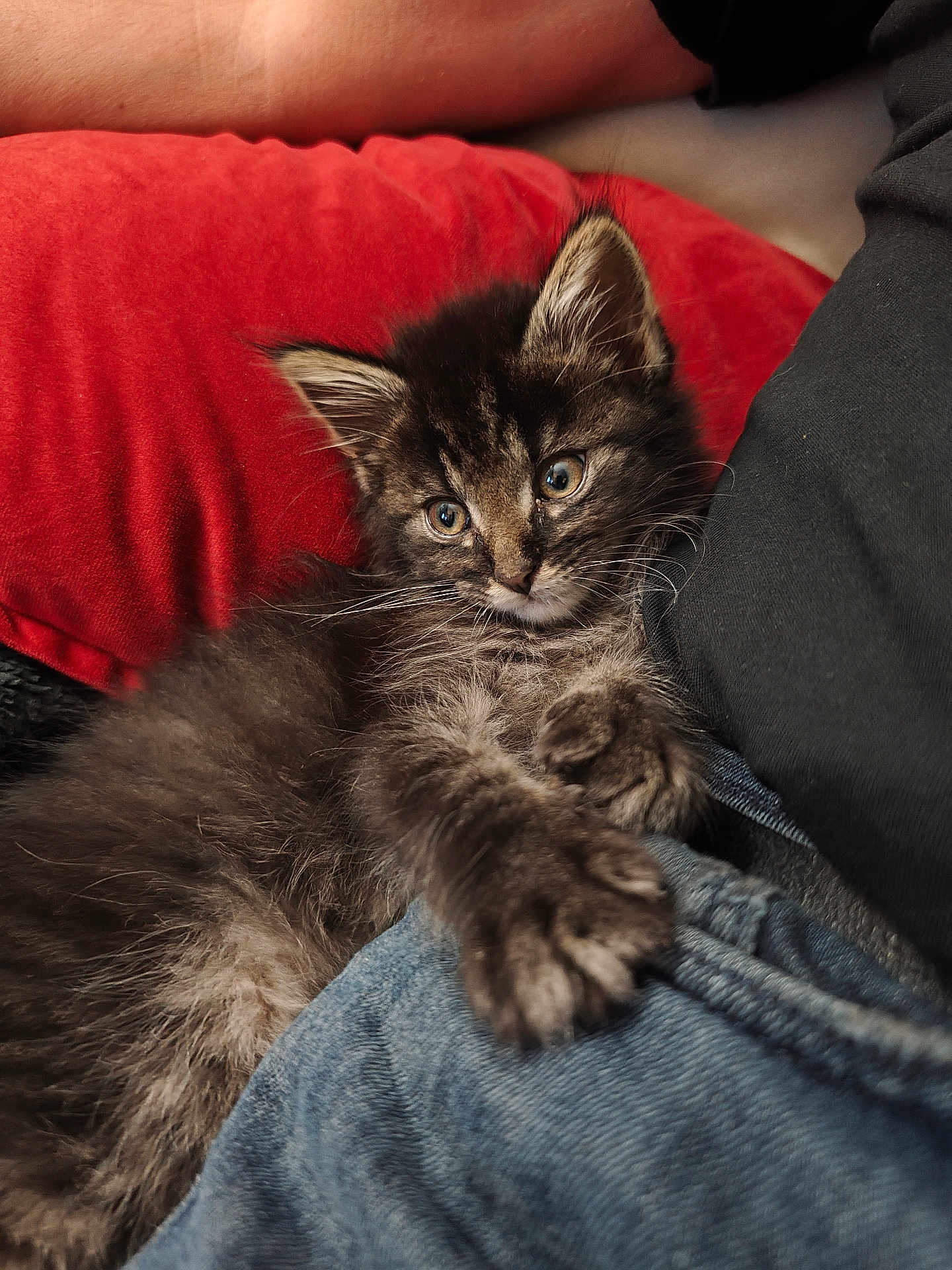 August a rejoint le concours — aidez-le/la à gagner de superbes lots ! kitten, cat, furry, paw, curious, red_pillow, comfort, cuddle, closeup, pet, domestic_animal, feline, young, cozy, resting, indoor, soft_fur, cute, animal, companion