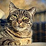 cat, tabby, animal, pet, feline, closeup, outdoor, sunlight, portrait, whiskers, ears, fur, relaxed, nature, blurred_background, green_eyes, resting, daylight, mammal, cute