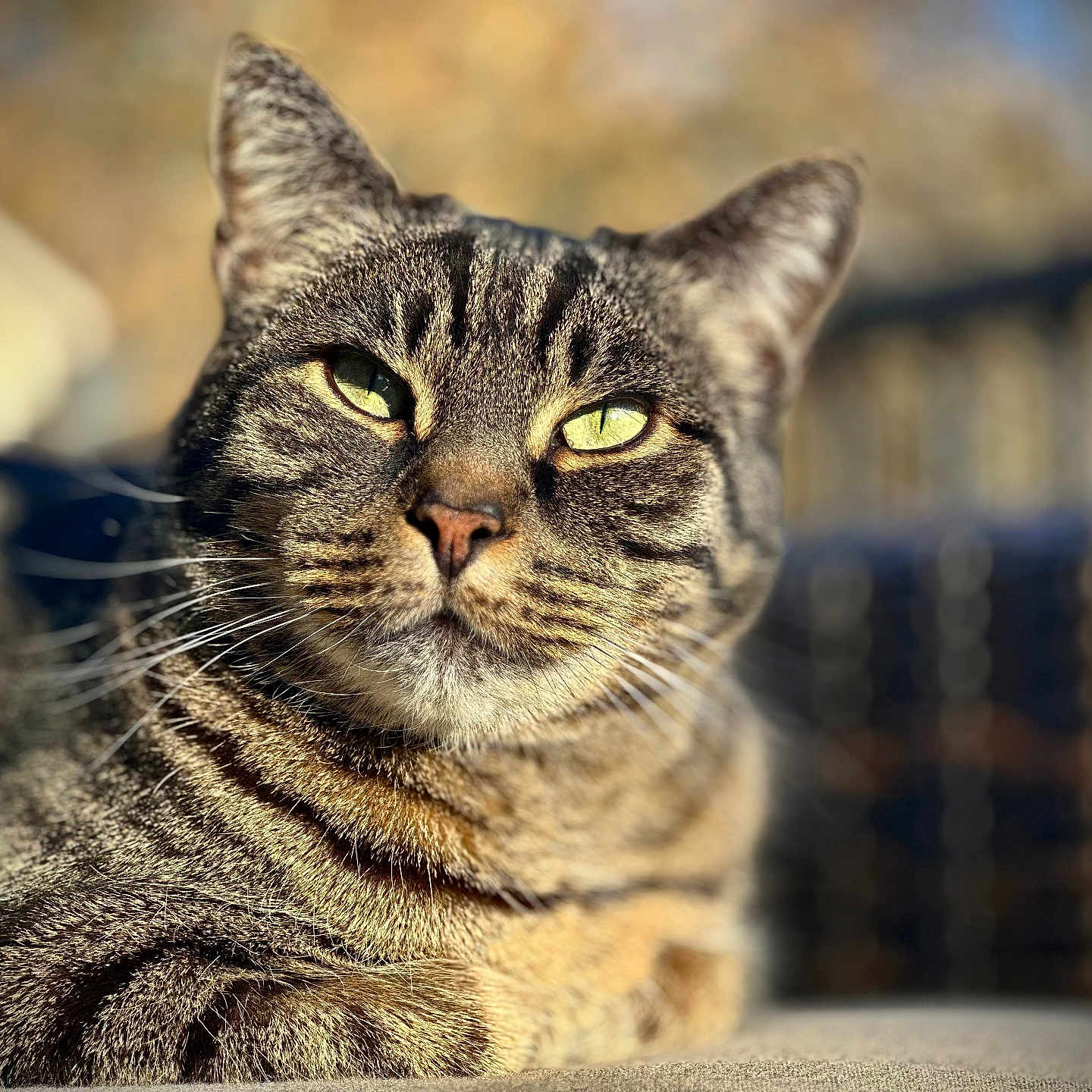 Carl is registered to the contest to win money with this photo: cat, tabby, animal, pet, feline, closeup, outdoor, sunlight, portrait, whiskers, ears, fur, relaxed, nature, blurred_background, green_eyes, resting, daylight, mammal, cute