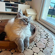 Yumi participe au concours pour gagner de l'argent avec cette photo : animal, cat, closeup, cozy, cute, daylight, domestic_cat, feline, fluffy, fur, home, indoor, living_room, pet, relaxed, resting, table_surface, window, wood_table, wooden_bowl