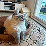 animal, cat, closeup, cozy, cute, daylight, domestic_cat, feline, fluffy, fur, home, indoor, living_room, pet, relaxed, resting, table_surface, window, wood_table, wooden_bowl
