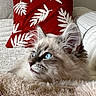 Yumi a rejoint le concours — aidez-le/la à gagner de superbes lots ! animal, blanket, blue_eyes, cat, close_up, cozy, curious, feline, fluffy, fur, home, indoor, pet, pillow, portrait, red, relaxed, resting, soft_texture, white_pattern