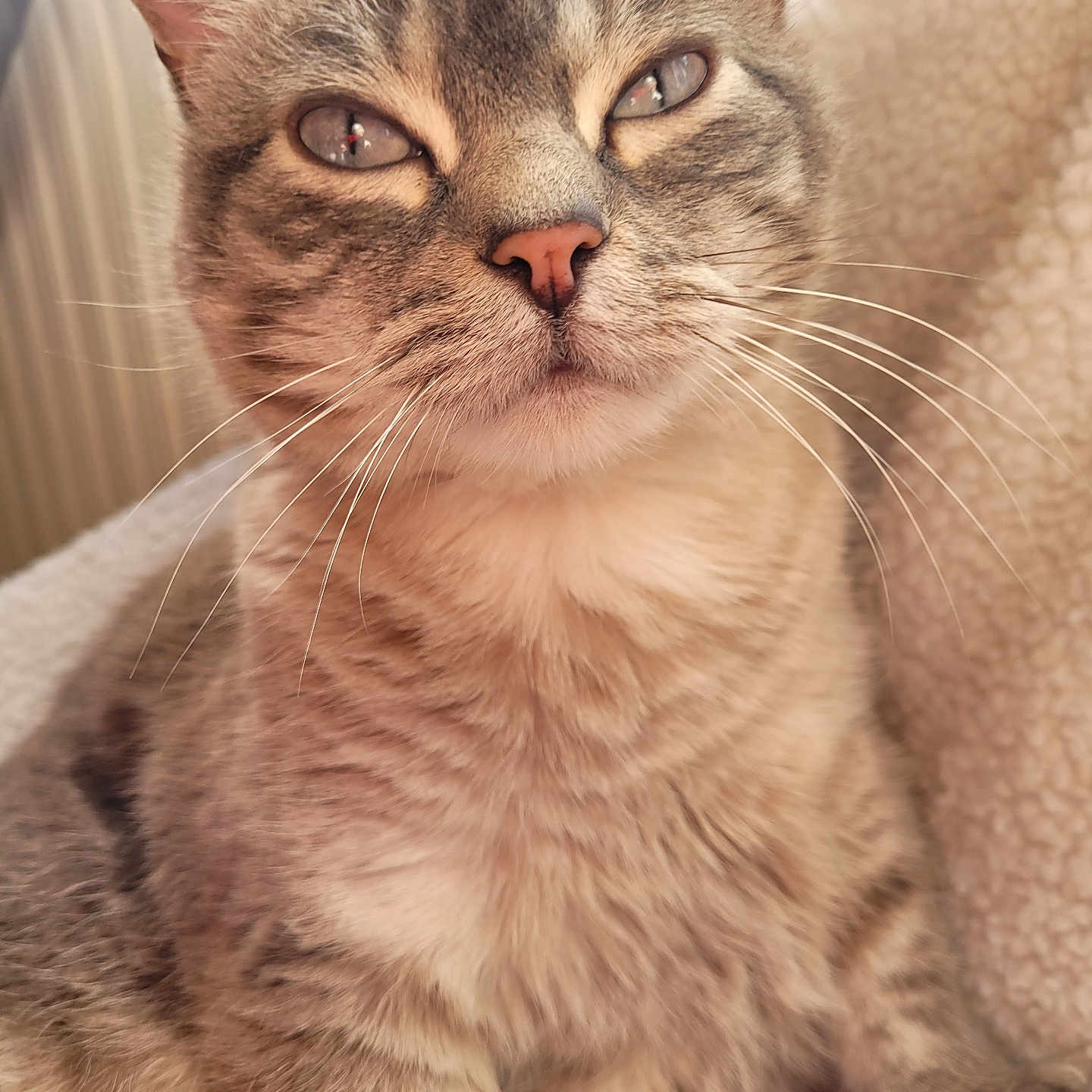 Yeuxbleu Wladislava a rejoint le concours — aidez-le/la à gagner de superbes lots ! animal, blanket, blue_eyes, cat, close_up, comfort, cozy, cute, domestic_cat, feline, fur, indoor, mammal, pet, portrait, relaxed, sitting, soft_lighting, tabby_cat, whiskers