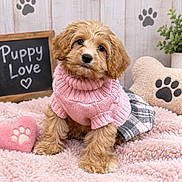 Princess Nugget is registered to the contest to win money with this photo: puppy, dog, curly_fur, brown_fur, pink_sweater, plaid_clothing, pet, portrait, sitting, indoor, blanket, pink_blanket, paw_print, pillow, stuffed_toy, chalkboard, plant, cozy, cute, fashionable