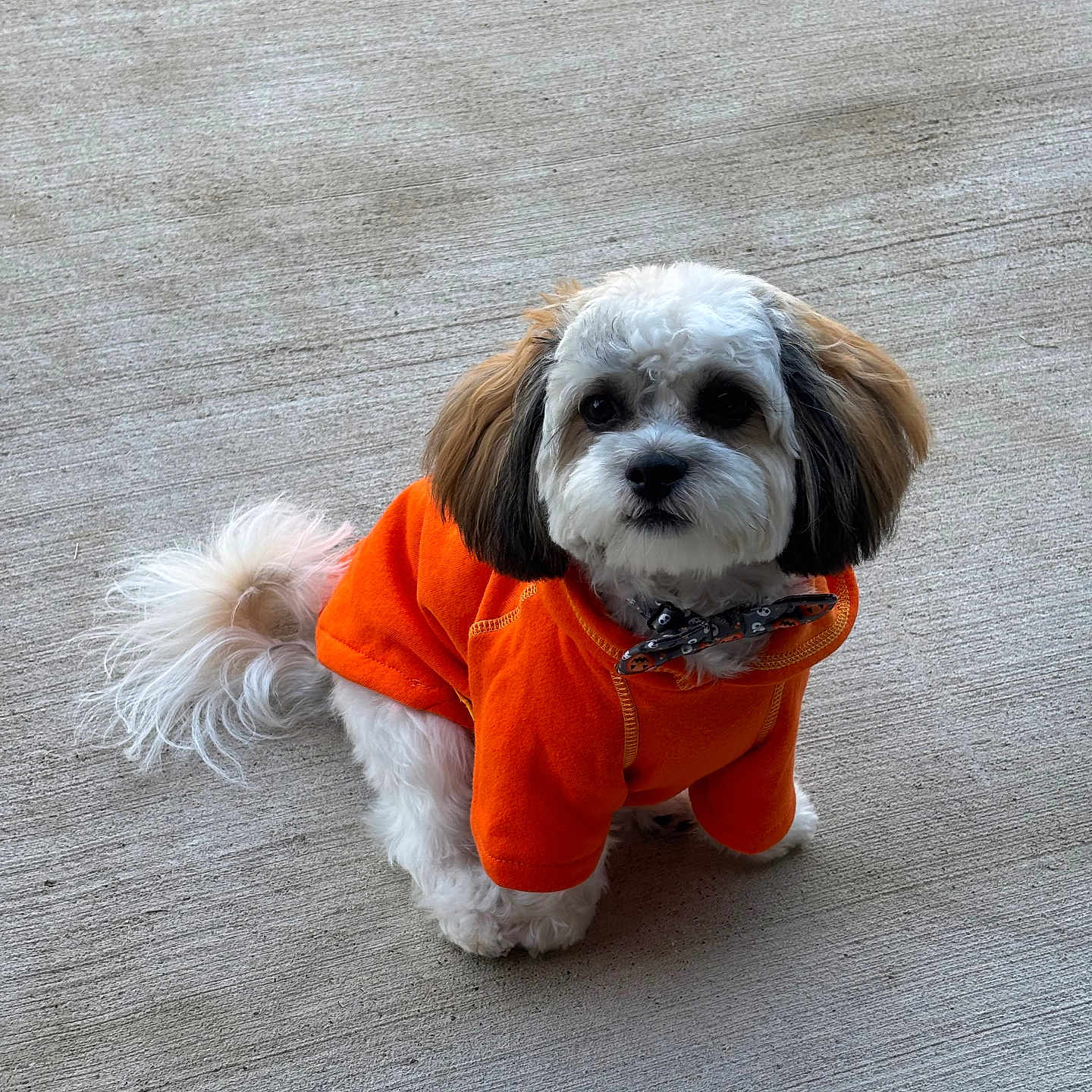 Mister Berri joined the competition — help win amazing prizes! adorable, animal, bow_tie, brown_ears, companion, concrete_floor, cute, dog, domestic_animal, fluffy, friendly, fur, looking_up, orange_sweater, outdoor, pet, portrait, sitting, small_dog, white_fur