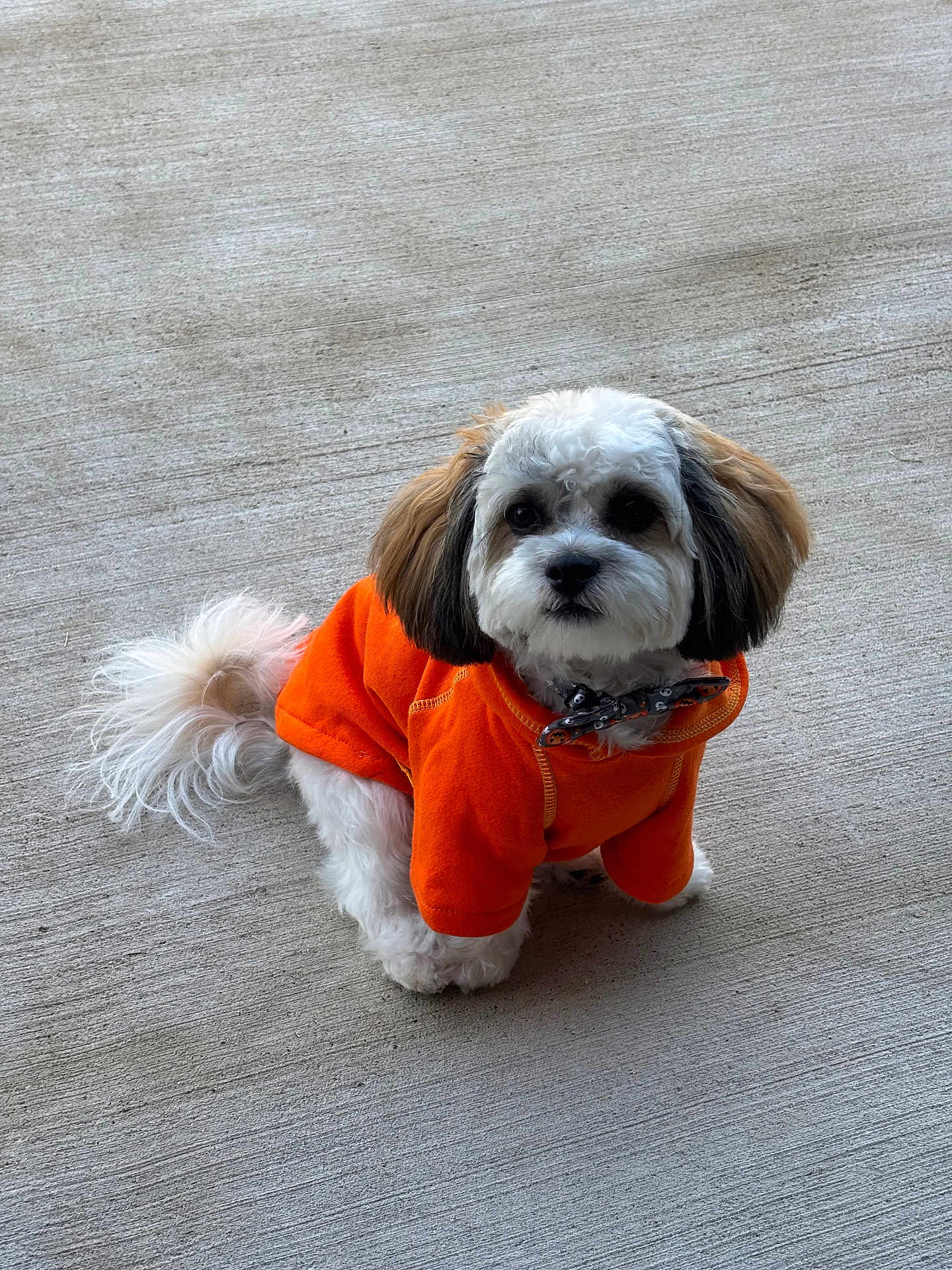 Mister Berri joined the competition — help win amazing prizes! dog, small_dog, orange_sweater, bow_tie, fluffy, white_fur, brown_ears, pet, cute, sitting, outdoor, concrete_floor, animal, adorable, companion, fur, friendly, domestic_animal, portrait, looking_up